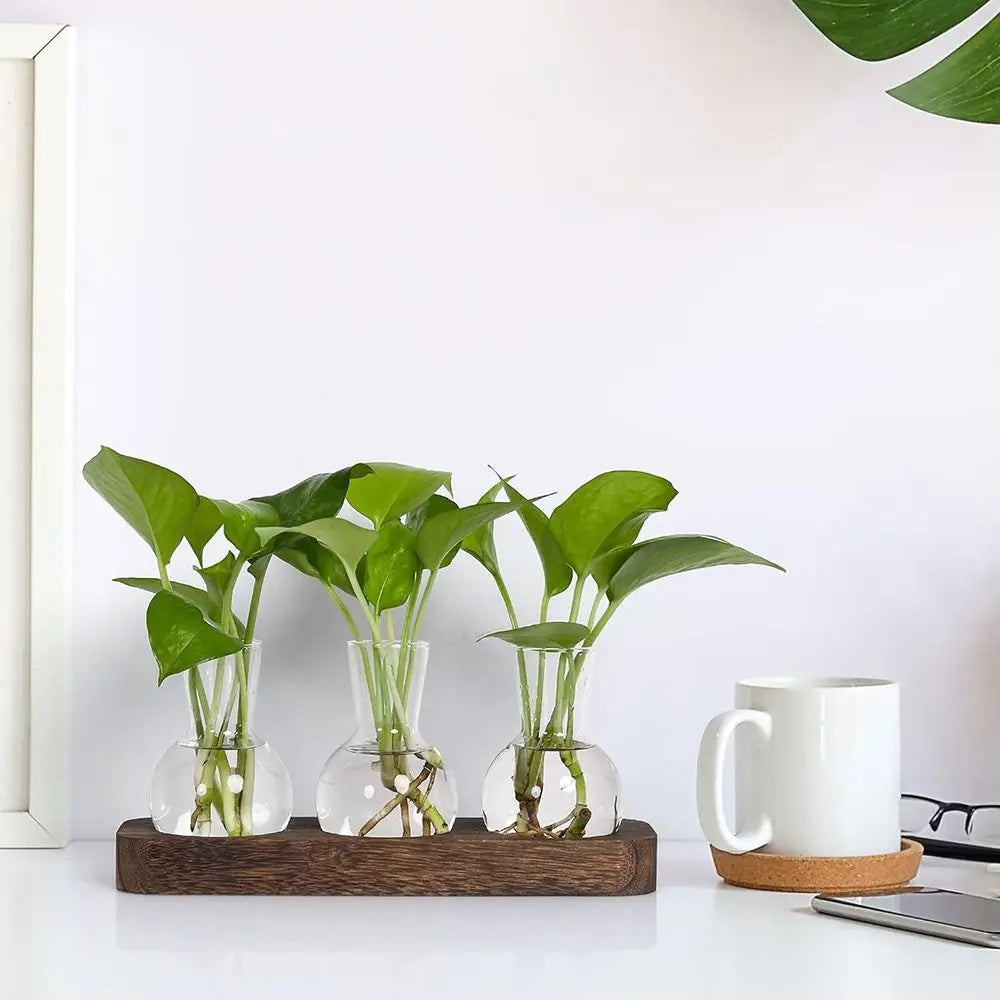 DecorBites™ Hydroponic Glass Vase with Wooden Tray